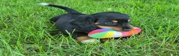 Miniature Dachshund dogs for sale: Venture  - Ad 4