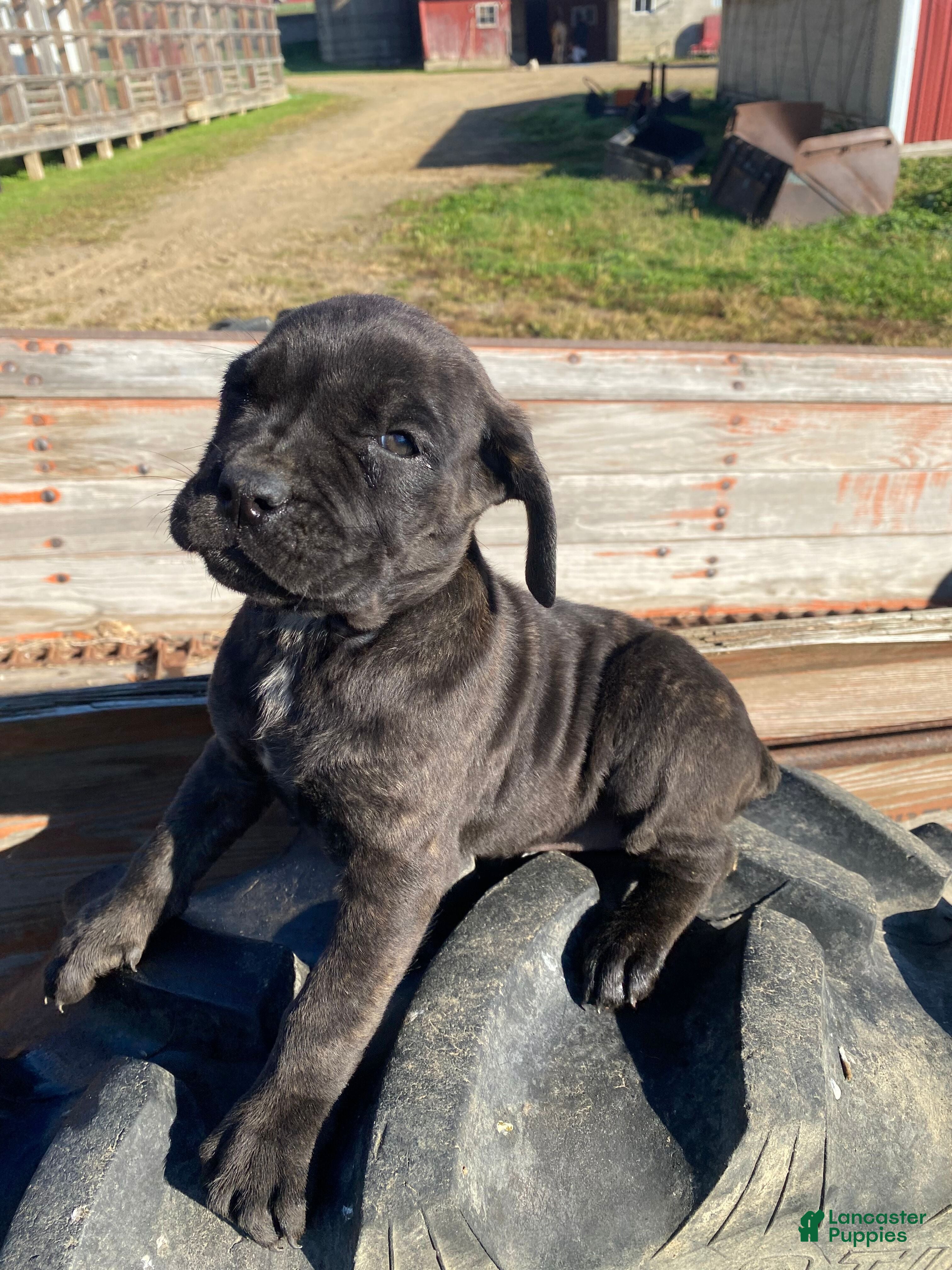 Cane Corso dogs for sale: Cookie - Ad 2