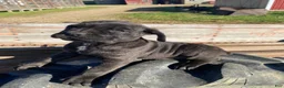 Cane Corso dogs for sale: Cookie - Ad 2