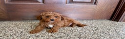 Cavapoo dogs for sale: Cavapoo F1b Male Puppy 2 - Ad 5