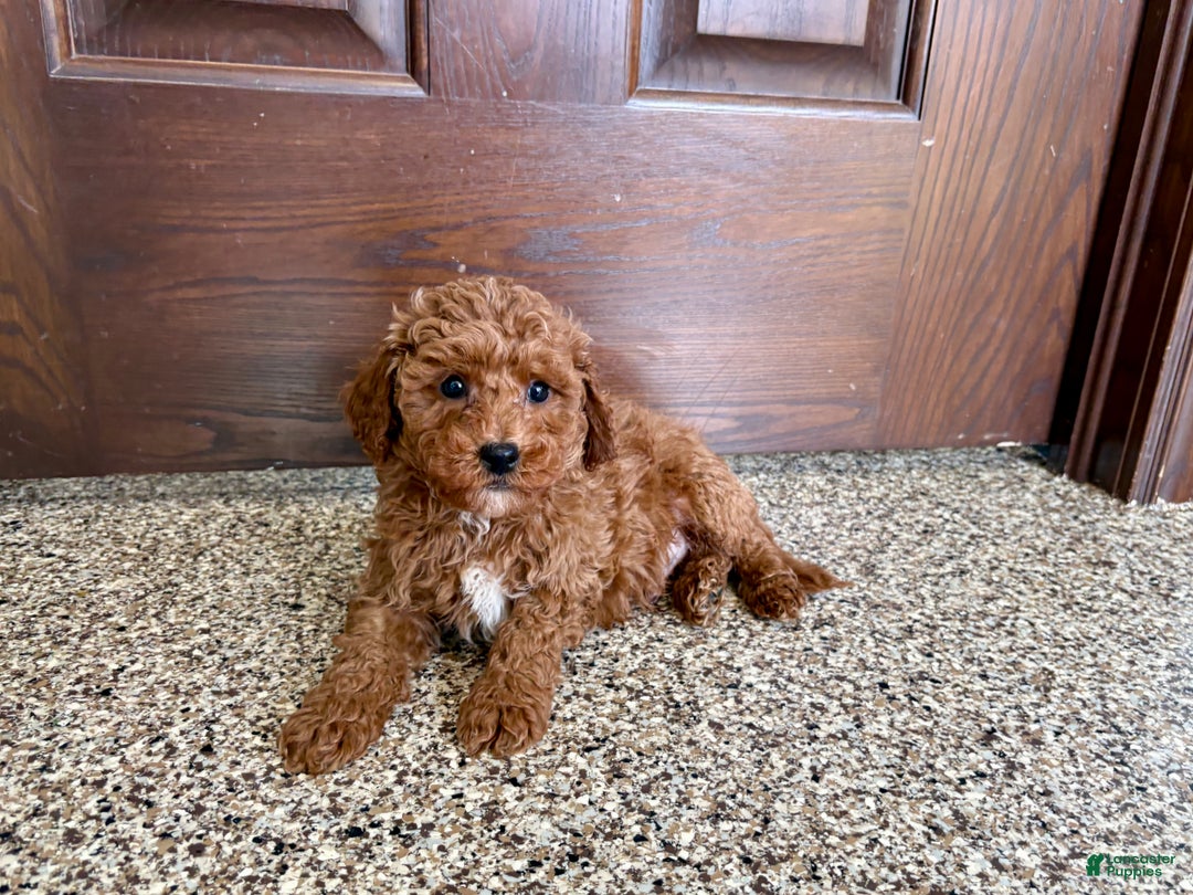 Cavapoo dogs for sale: Cavapoo F1b Male Puppy 2 - Ad 5