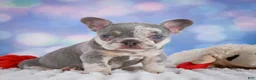 French Bulldog dogs for sale: Daffidill - Ad 8