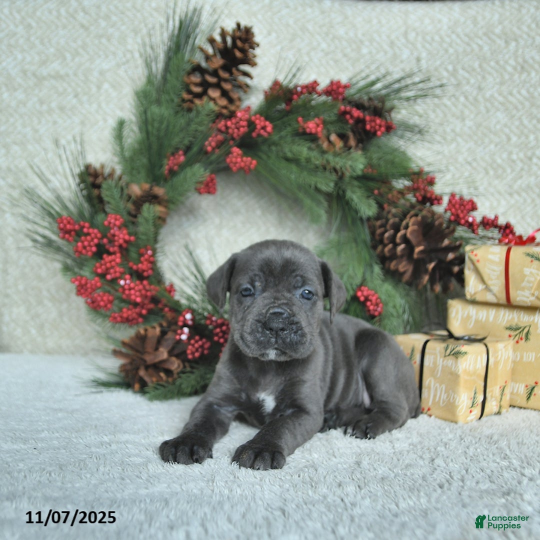 Cane Corso dogs for sale: Joy - Ad 12