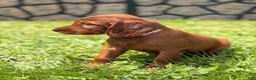 Irish Setter dogs for sale: Light pink collar  - Ad 3