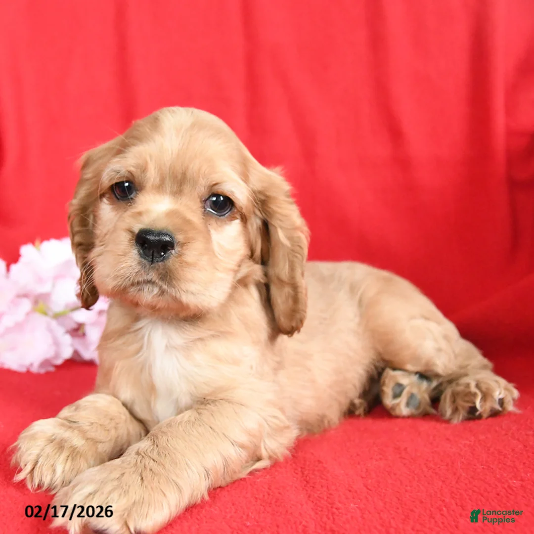 English Cocker Spaniel dogs for sale: Luther - Ad 1