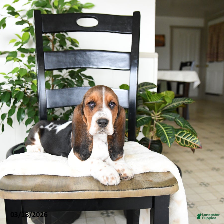 Basset Hound dogs Jade - Ad 2