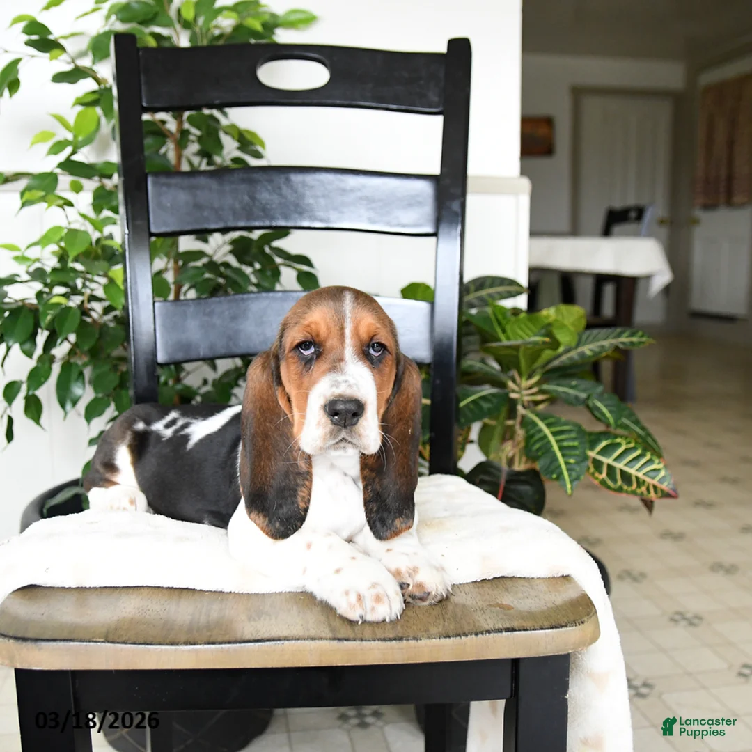 Basset Hound dogs for sale: Jade - Ad 2