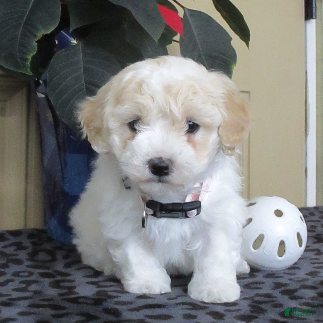 Bichpoo dogs for sale: Kaleb - Ad 1