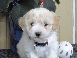 Bichpoo dogs Kaleb - Ad 37