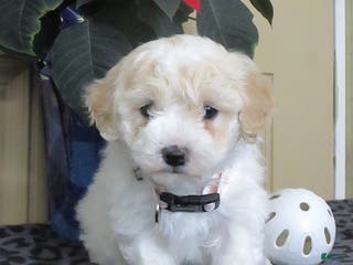 Bichpoo dogs Kaleb - Ad 42