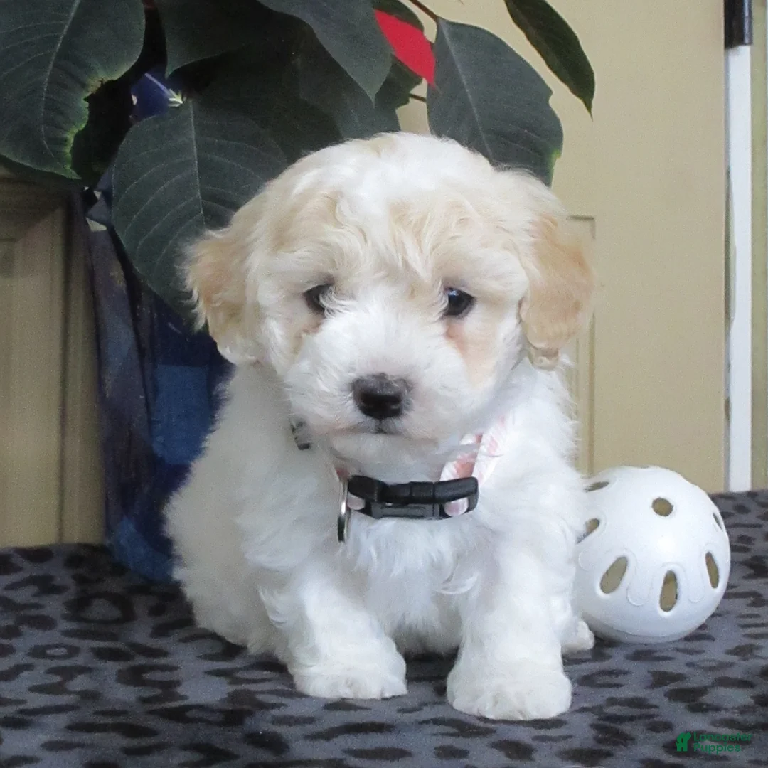 Bichpoo dogs for sale: Kaleb - Ad 1