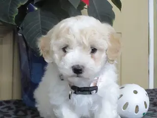 Bichpoo dogs Kaleb - Ad 3