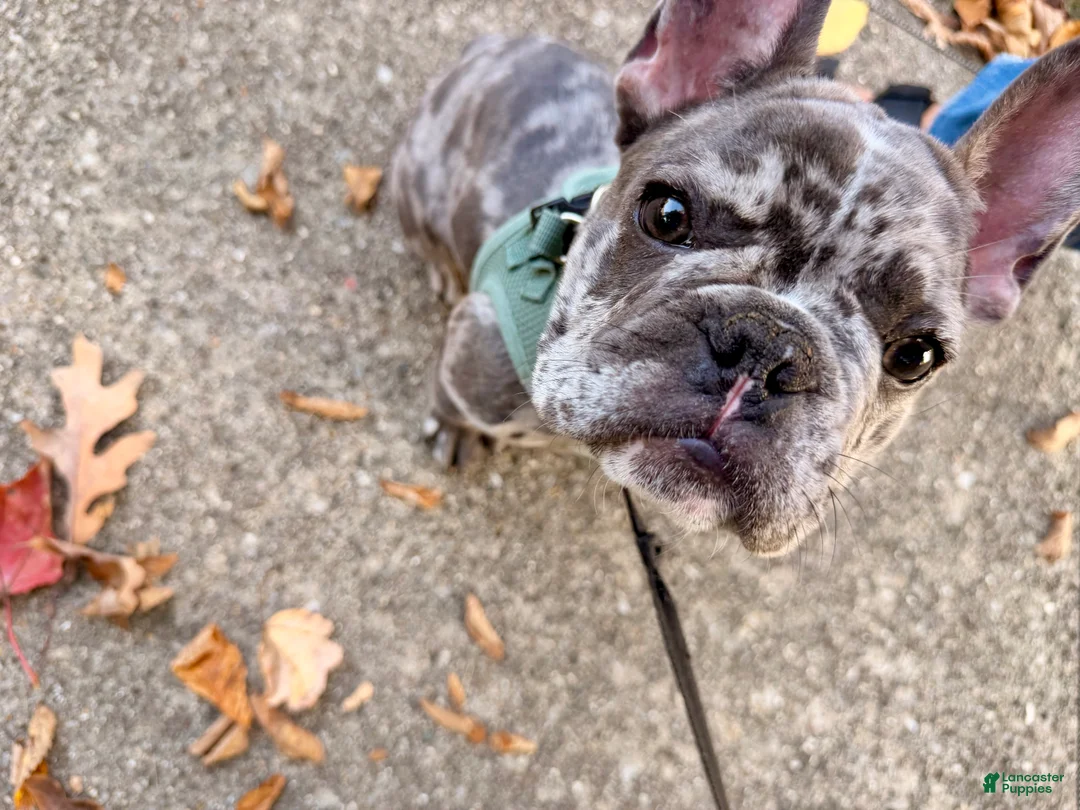 French Bulldog dogs for sale: Louie (Blue Merle) - Ad 2