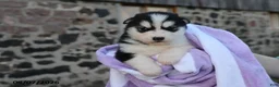 Alaskan Malamute dogs for sale: Cascade - Ad 2