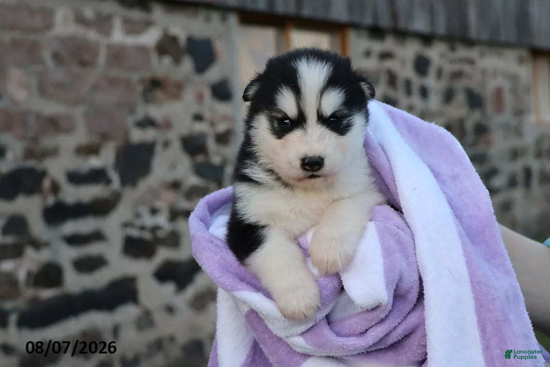 Alaskan Malamute dogs for sale: Cascade - Ad 2