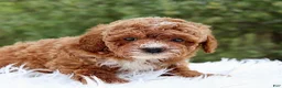 Cavapoo dogs for sale: Mr. Randall - Ad 3