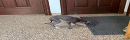 Italian Greyhound dogs for sale: Jenna - Ad 4