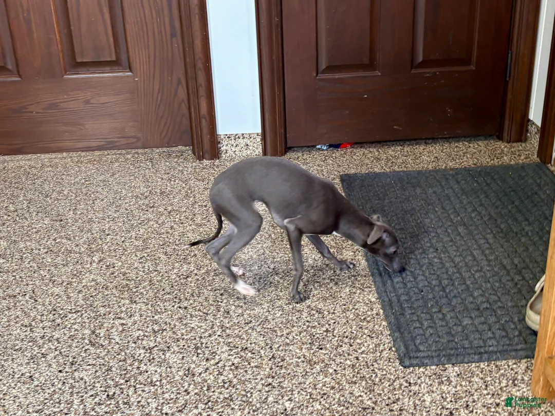 Italian Greyhound dogs for sale: Jenna - Ad 4
