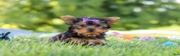 Yorkshire Terrier dogs for sale: Fiona - Ad 5