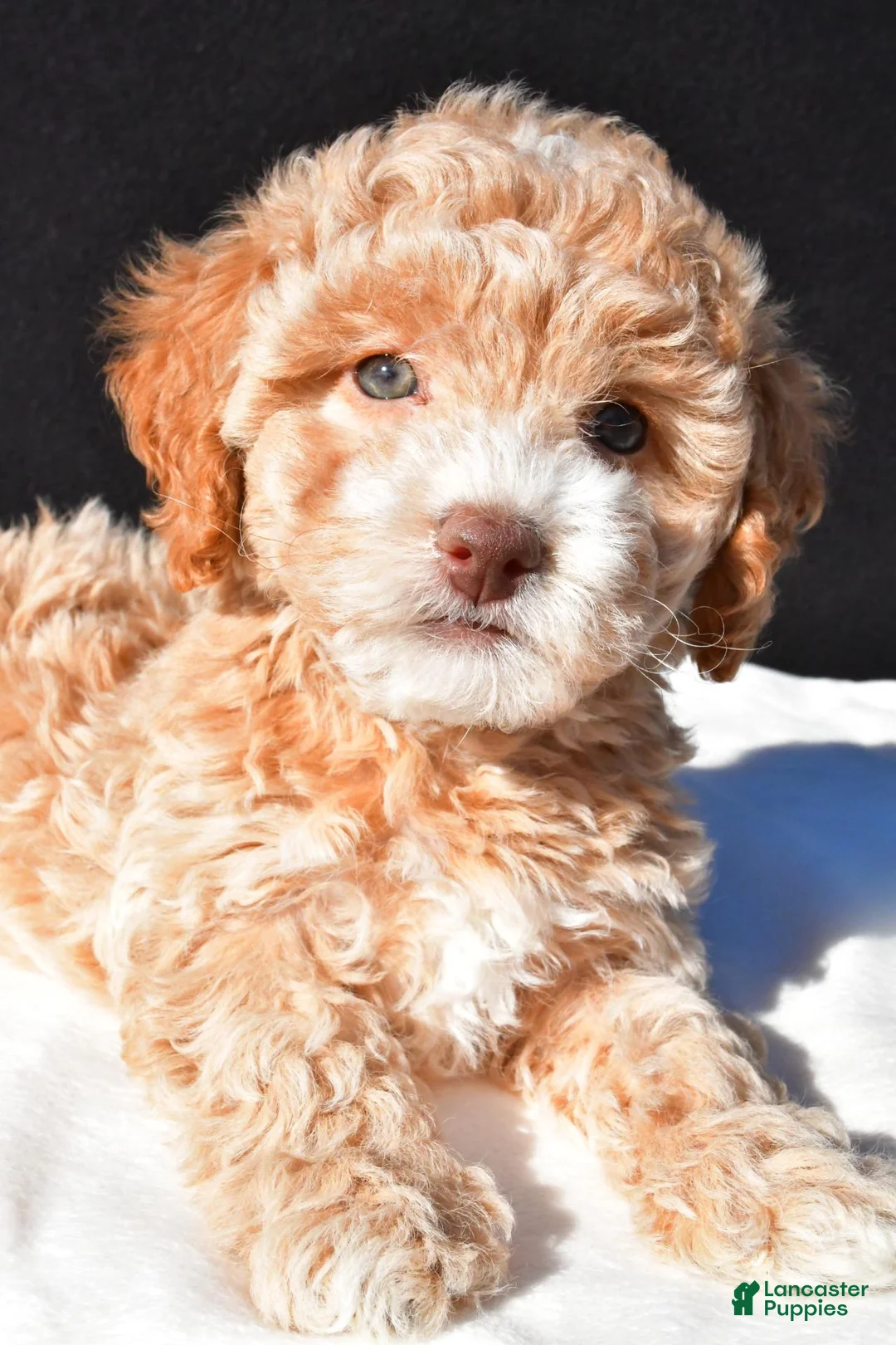 Maltipoo dogs for sale: Piper - Ad 2