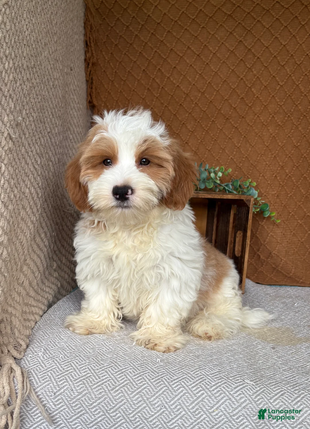 Havanese dogs for sale: Tank  - Ad 1