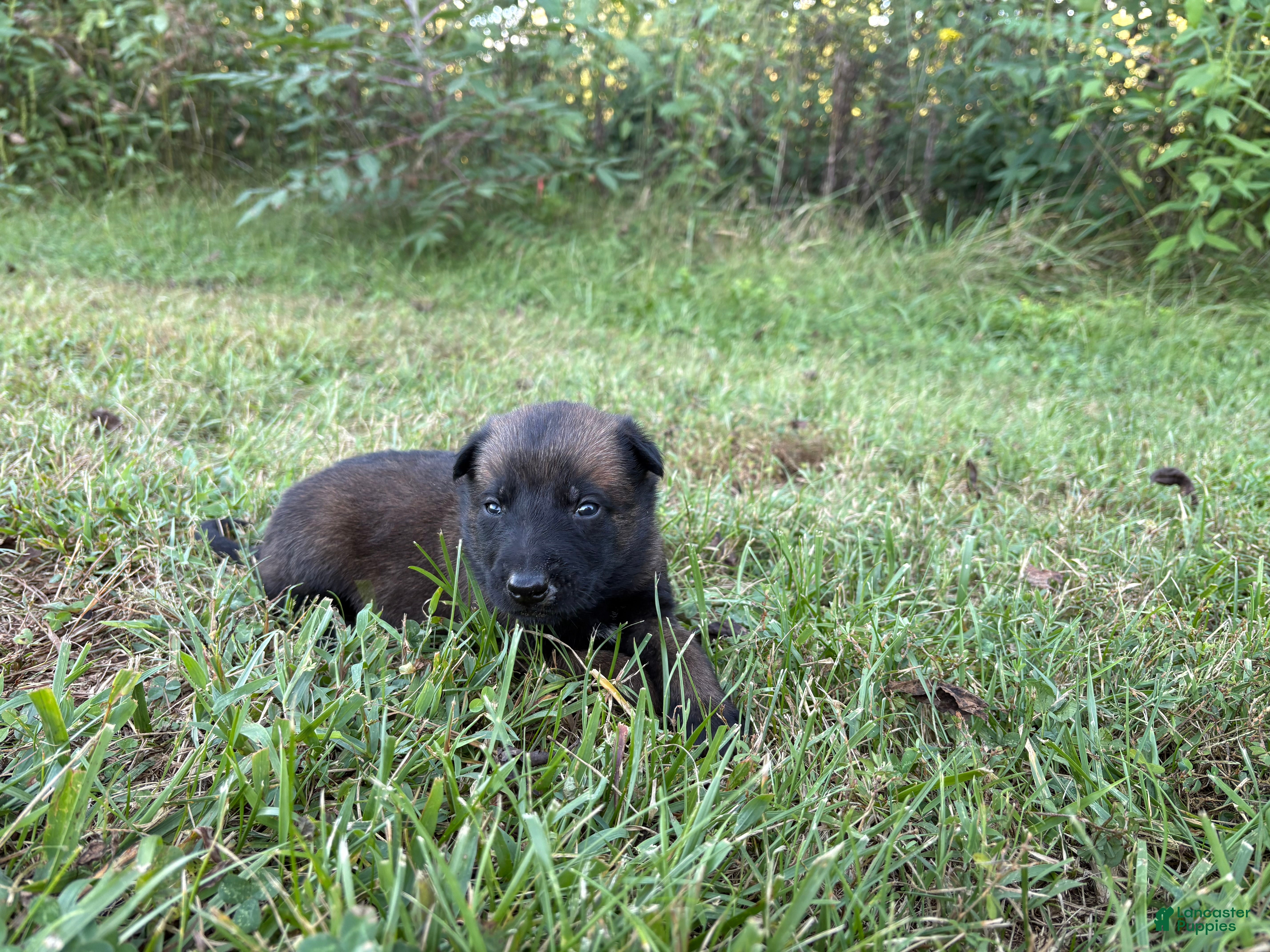 Belgian Malinois dogs Belgian Malinois 5 - Ad 20