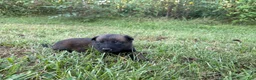 Belgian Malinois dogs for sale: Belgian Malinois 5 - Ad 1