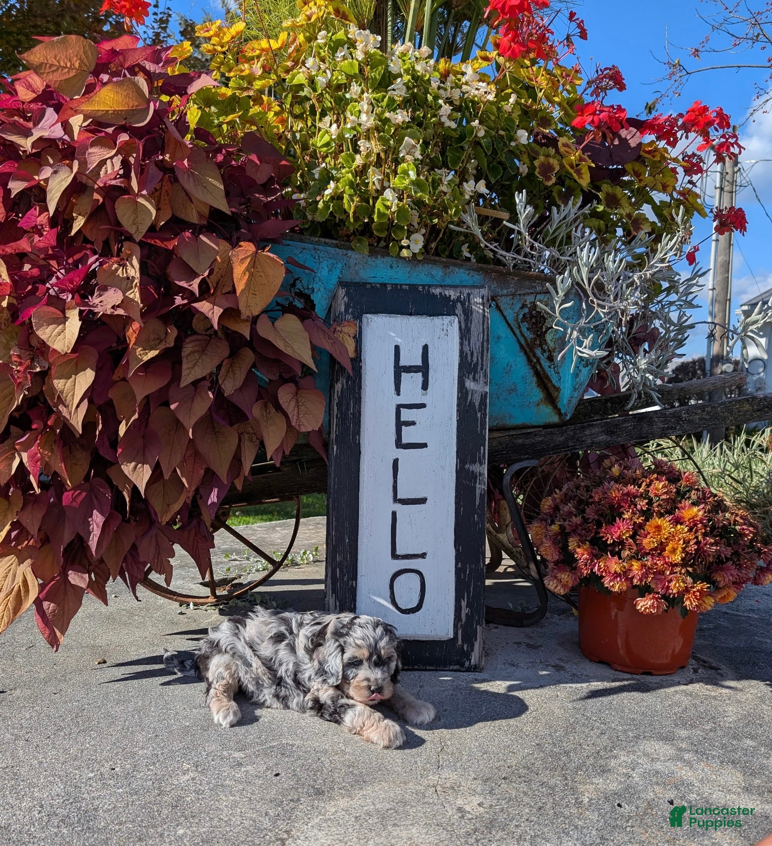 Cavapoo dogs Blue rain  - Ad 10