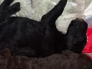 Standard Poodle dogs BROWN STANDARD POODLE - CLIFFORD - Ad 26