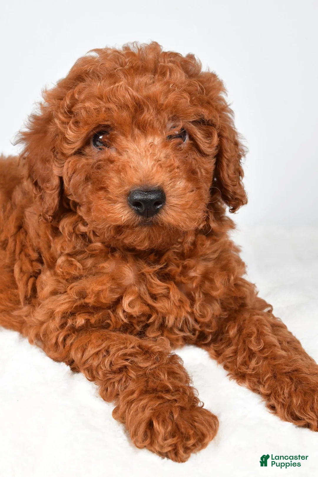 Miniature Poodle dogs for sale: Alex - Ad 1