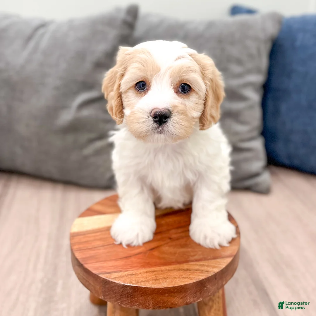 Cavachon dogs for sale: Thor - Ad 2