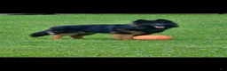 German Shepherd dogs for sale: German Shepherd 1 - Ad 8