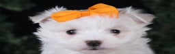 Maltese dogs for sale: APOLLO - Ad 21
