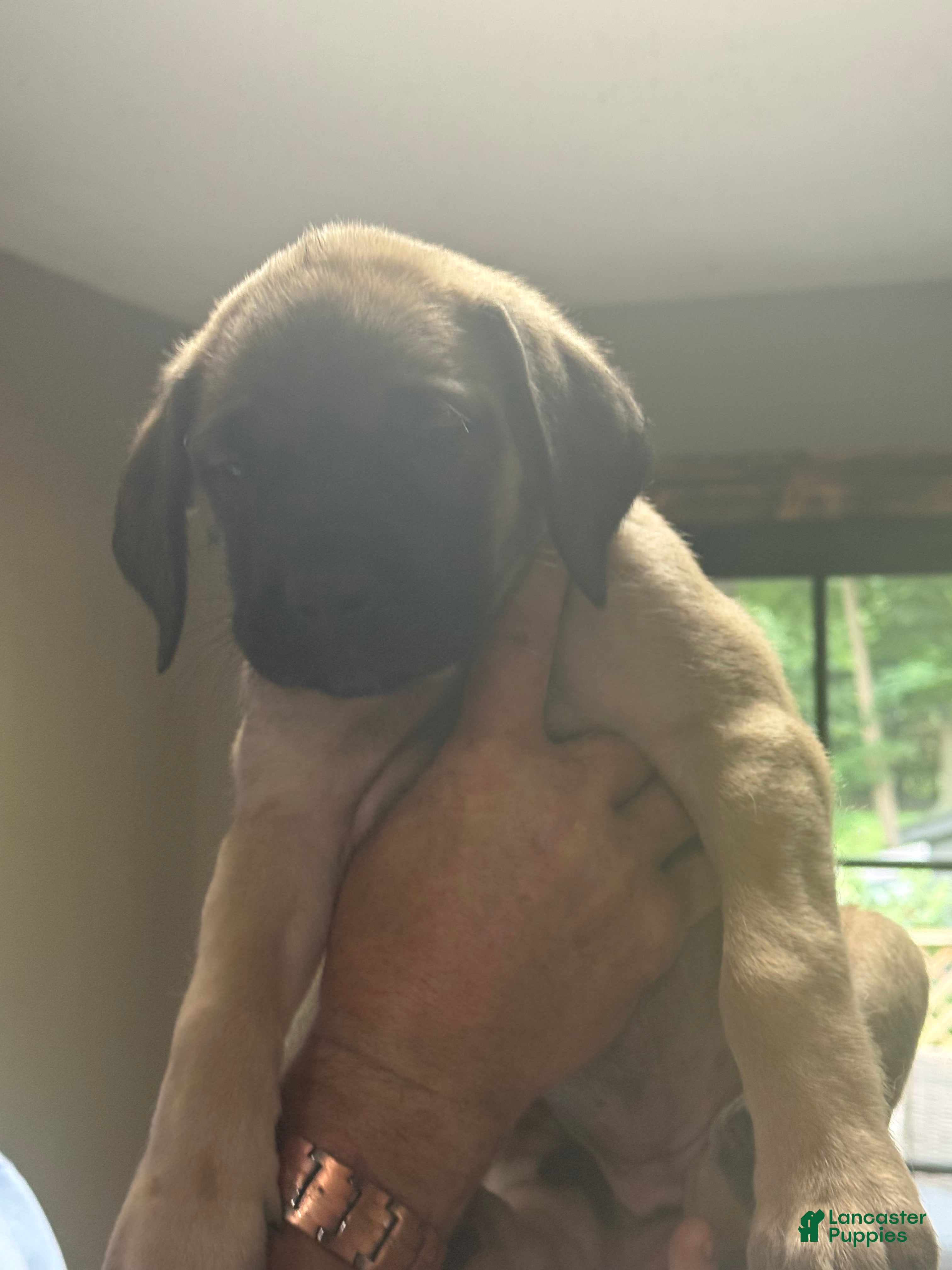 English Mastiff dogs English Mastiff 4 - Ad 4
