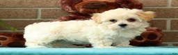 Maltipoo dogs for sale: Ashley - Ad 3