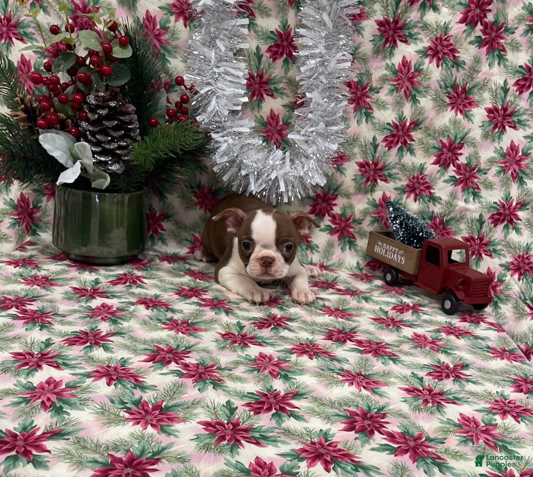 Boston Terrier dogs for sale: Alta - Ad 1