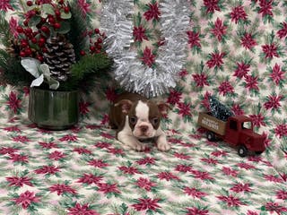 Boston Terrier dogs Alta - Ad 16