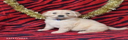 Golden Retriever dogs for sale: Rose  - Ad 2