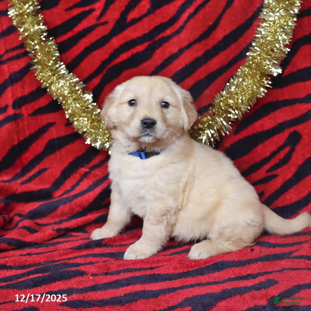 Golden Retriever dogs for sale: Rose  - Ad 2