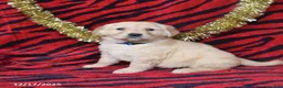 Golden Retriever dogs for sale: Rose  - Ad 2
