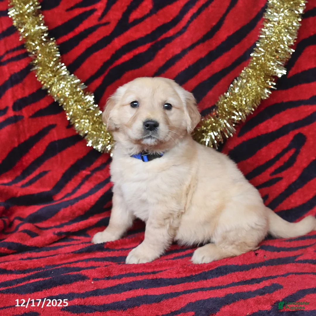 Golden Retriever dogs for sale: Rose  - Ad 2