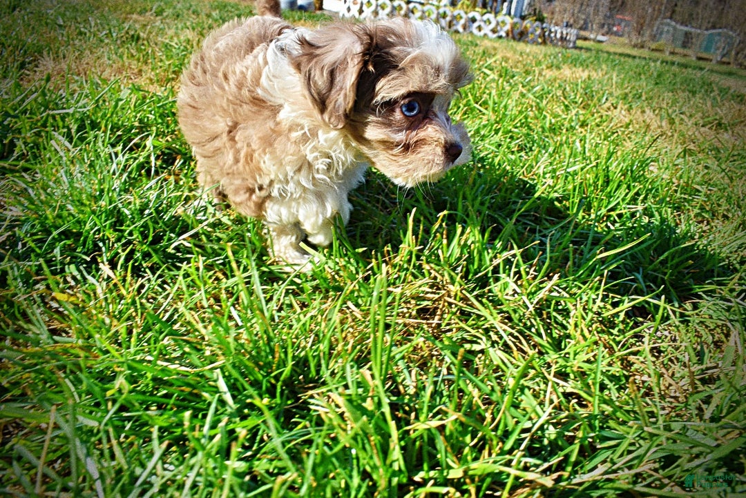 Havapoo dogs for sale: Olivia - Ad 12