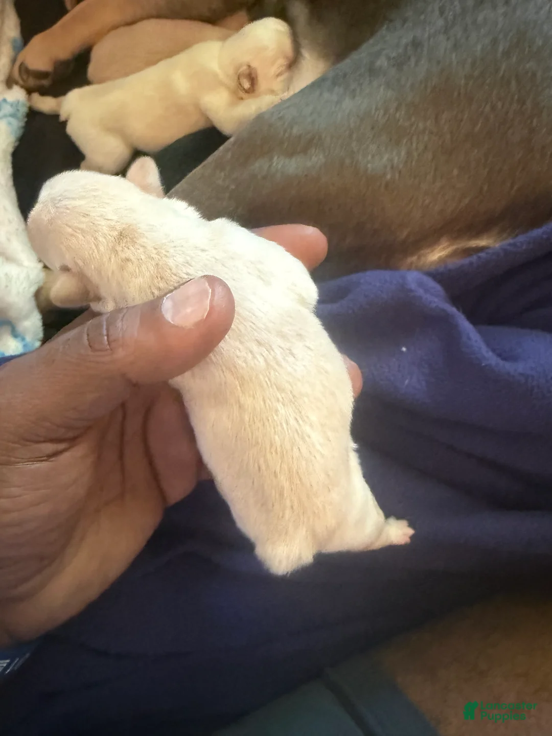 French Bulldog dogs for sale: French Bulldog 4 - Ad 2