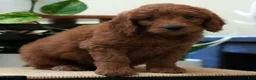 Mini Goldendoodle dogs for sale: Riley - Ad 6