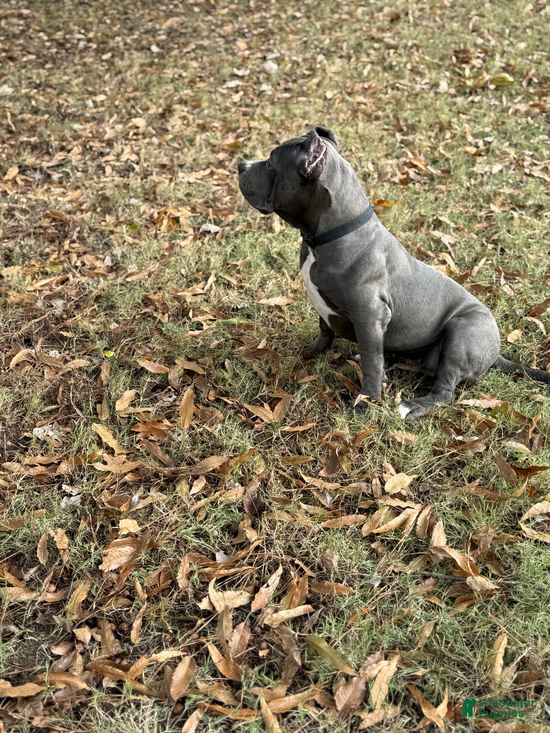 American Bully dogs for sale: Ivy - Ad 9
