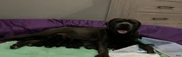 Cane Corso dogs for sale: Orzo - Ad 3