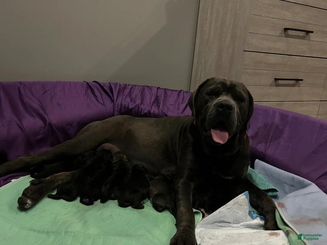 Cane Corso dogs for sale: Alfredo aka Diego - Ad 2