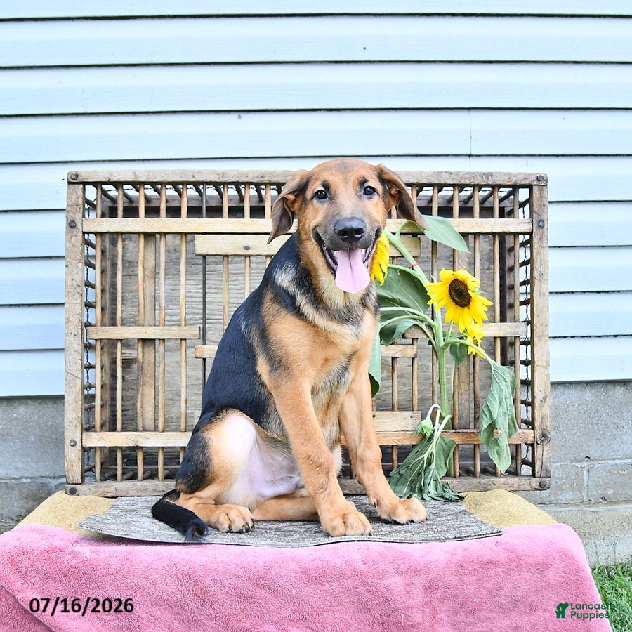 Golden Shepherd dogs Rascal - Ad 2