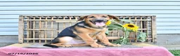 Golden Shepherd dogs for sale: Rascal - Ad 2