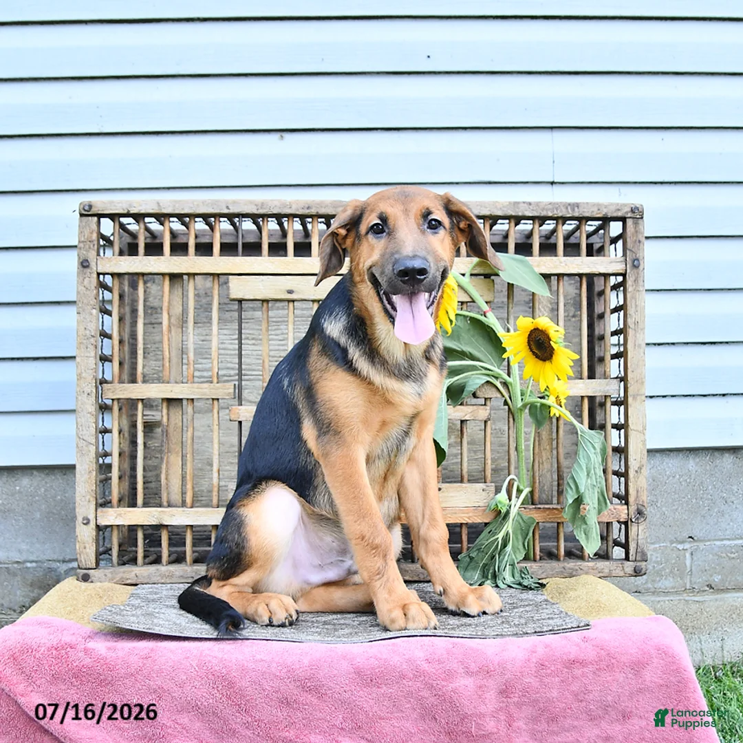 Golden Shepherd dogs for sale: Rascal - Ad 2